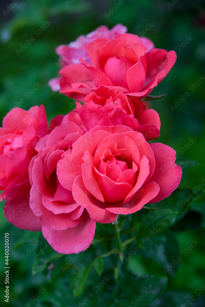 bright, beautiful rose flower, growing in the garden, Sunny day.