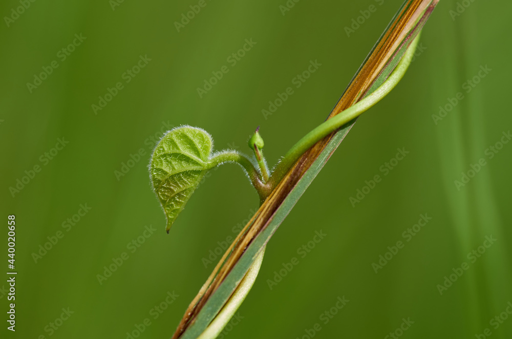 close up of a green leaf on the vine close up of a green leaf on the vine