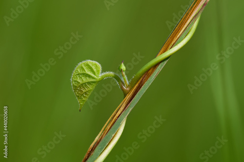 close up of a green leaf on the vine