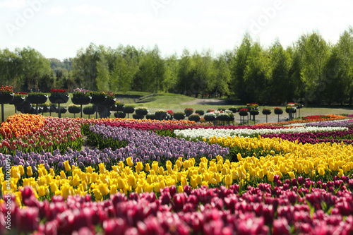 Beautiful view of field with blossoming tulips on sunny day © New Africa