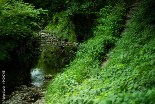 綺麗な川