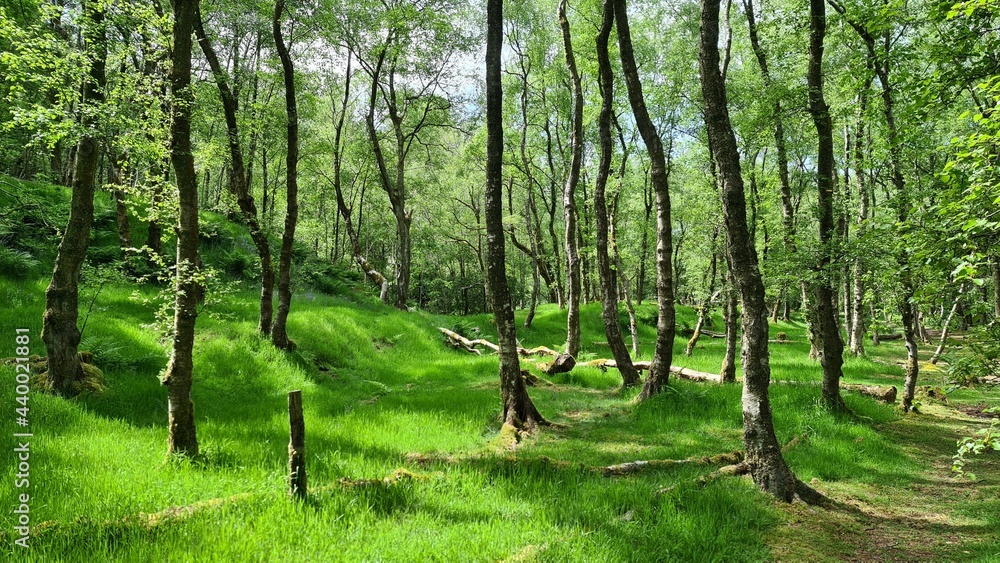 Fototapeta premium green forest in the morning