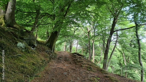 path in the forest