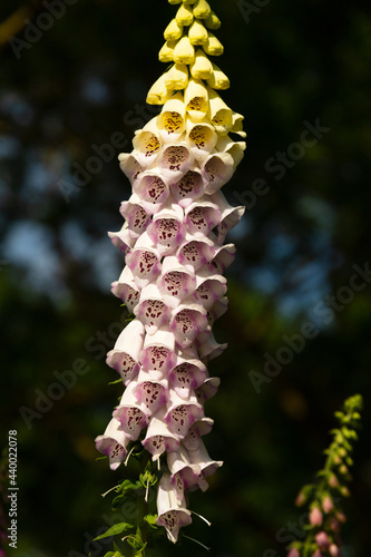 Close up of a common foxglove (digitalis purpurea) flower in bloom photo