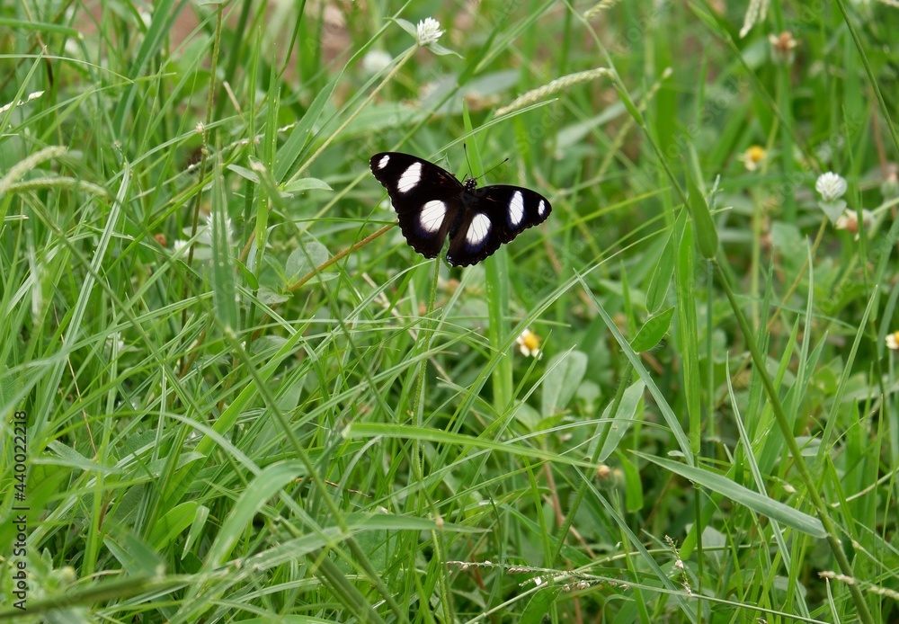 Fototapeta premium The way of life of butterlies in the daytime