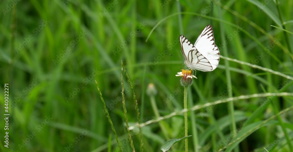 The way of life of butterlies in the daytime The way of life of butterlies in the daytime