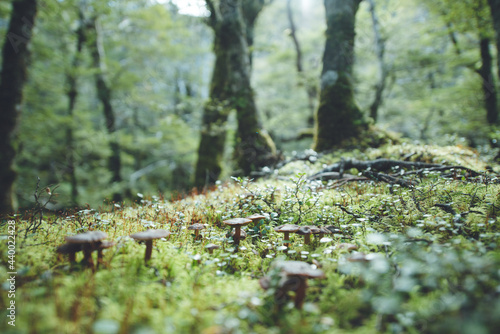Wild Mushrooms on Nelson Lakes National Park, New Zealand photo