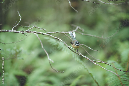 New Zealand fantail, Nelson Lakes National Park