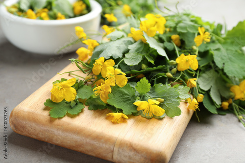 Celandine with beautiful yellow flowers on grey table, closeup