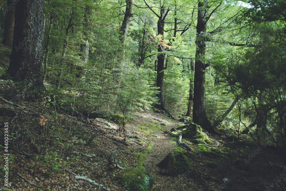 Fototapeta premium Lakeside Track on Nelson Lakes National Park, New Zealand