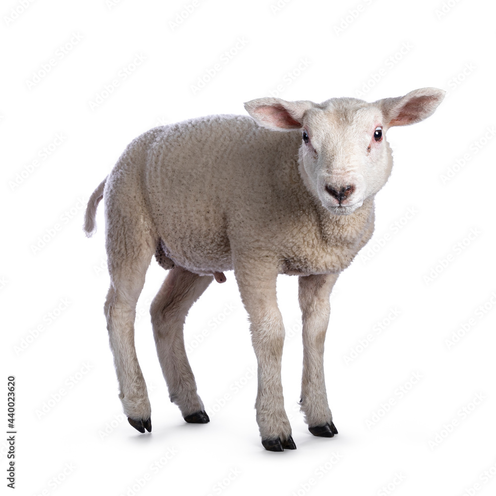 Fototapeta premium Texelsheep lamb on white backgroundCute little Texel lamb, standing side ways. Looking curious towards camera. Isolated on white background.