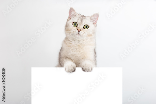 A funny white and silver British cat stands on a horizontal postcard with a place for your text, on a white background.