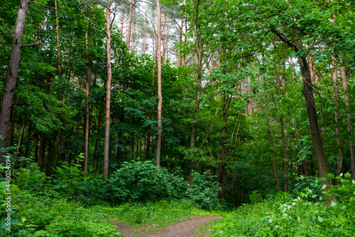 Fototapeta Naklejka Na Ścianę i Meble -  Bifurcation of the trail in the forest