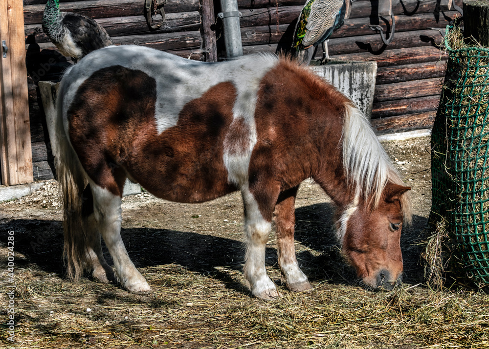 Farm yard. Pony eats hay near the shed Farm yard. Pony eats hay near the shed