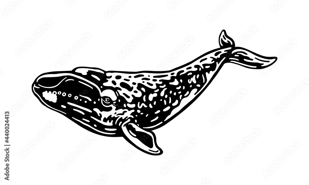 Fototapeta premium North Atlantic right whale