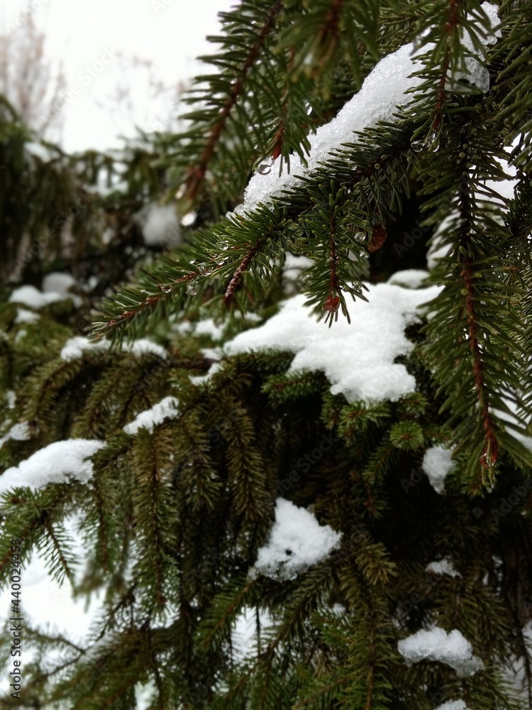 snow covered pine tree