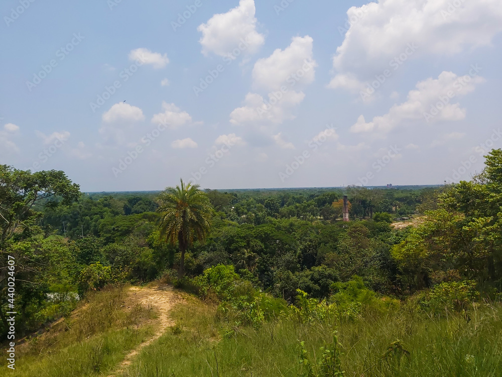 Obraz premium landscape with trees