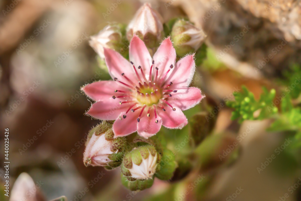 Close-up of a blooming sempervivum Close-up of a blooming sempervivum