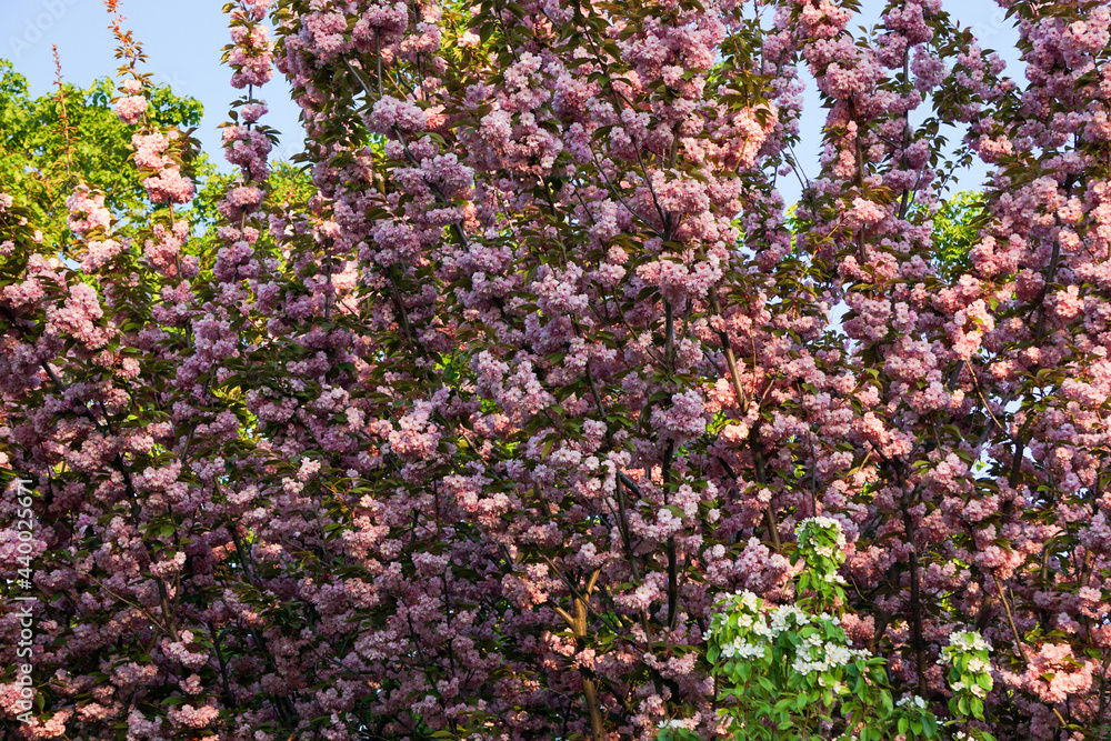 Fototapeta premium pink cherry blossom
