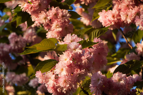 pink cherry blossom