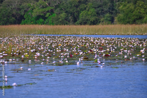 Photos Pond with grass and waterlilies in Okavango Delta, Botswana