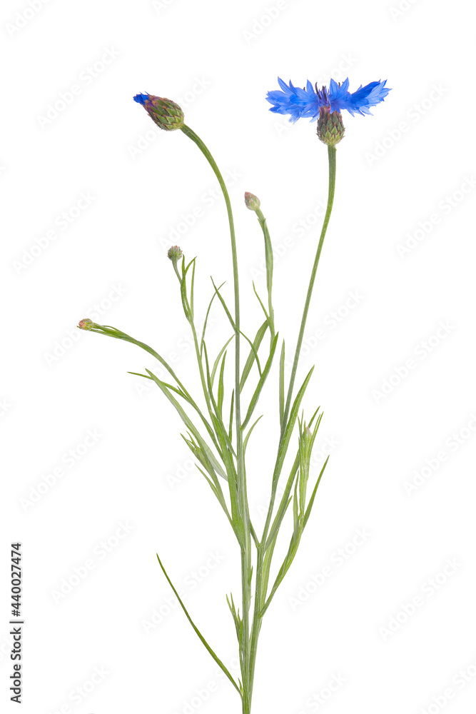 Fototapeta premium Beautiful light blue cornflowers isolated on white