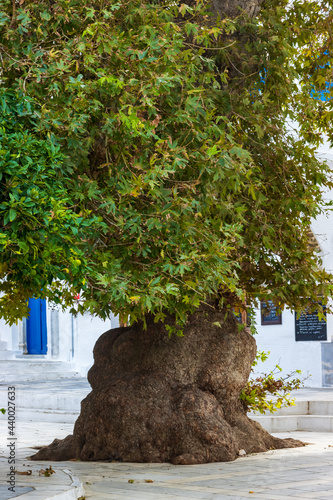 Thick ombu tree in the streets photo