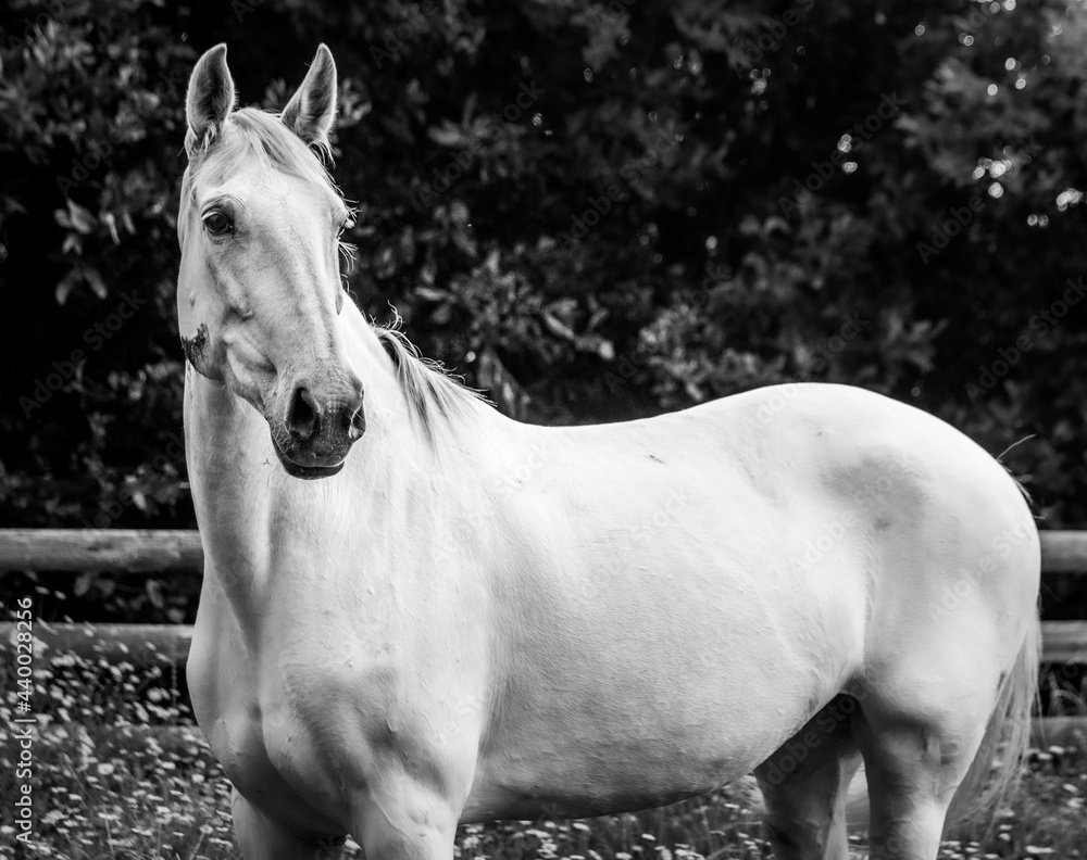 Obraz premium Lusitano horse outdoors, cute and happy looking, spring time.