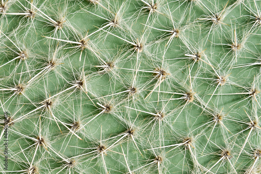 Macro photo Cactus needles surface pattern background, close-up view. Macro photo Cactus needles surface pattern background, close-up view.