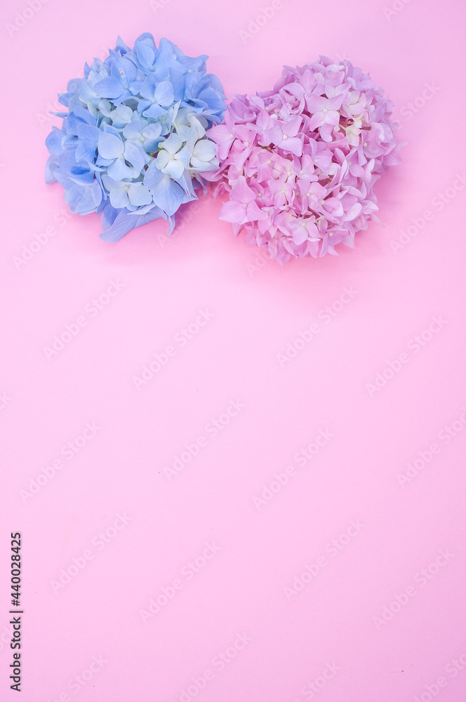 pink and blue hydrangea petals on pink background