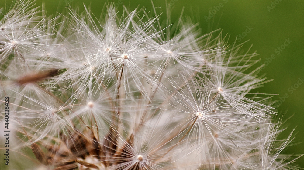 Macro of dandelion on natural green background, nature closeup. Spring summer Macro of dandelion on natural green background, nature closeup. Spring summer