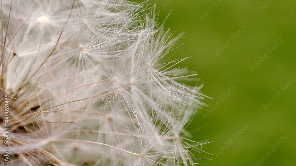 Macro of dandelion on natural green background, nature closeup. Spring summer Macro of dandelion on natural green background, nature closeup. Spring summer