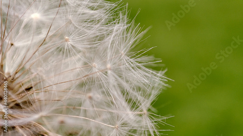 Macro of dandelion on natural green background, nature closeup. Spring summer