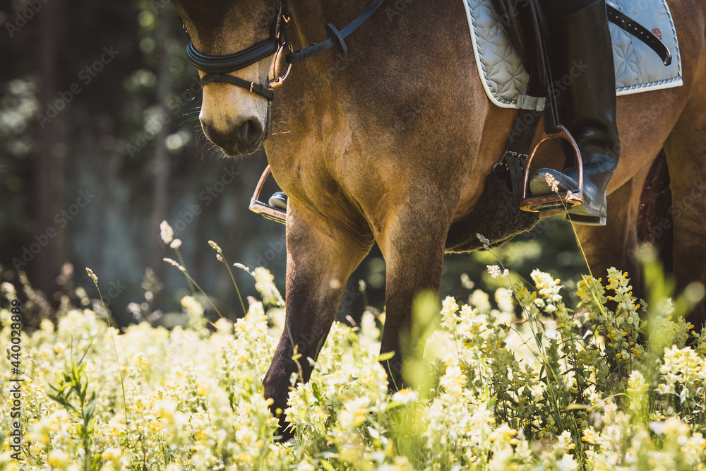 Naklejka premium Reiten in der Natur