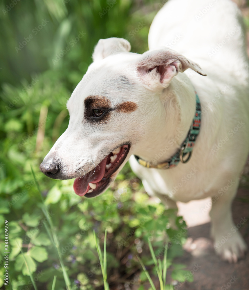 White dog breed Jack Russell Terrier