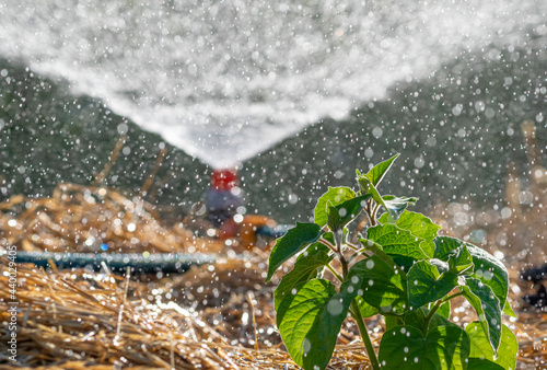 Sprinker irrigation system spraying water on field - close up photo