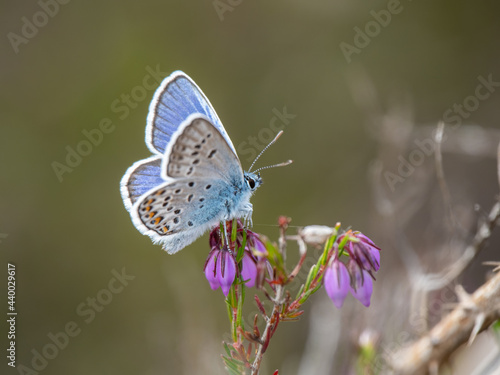 Silver-studded Blue Butterfly Reseting on Bell Heather