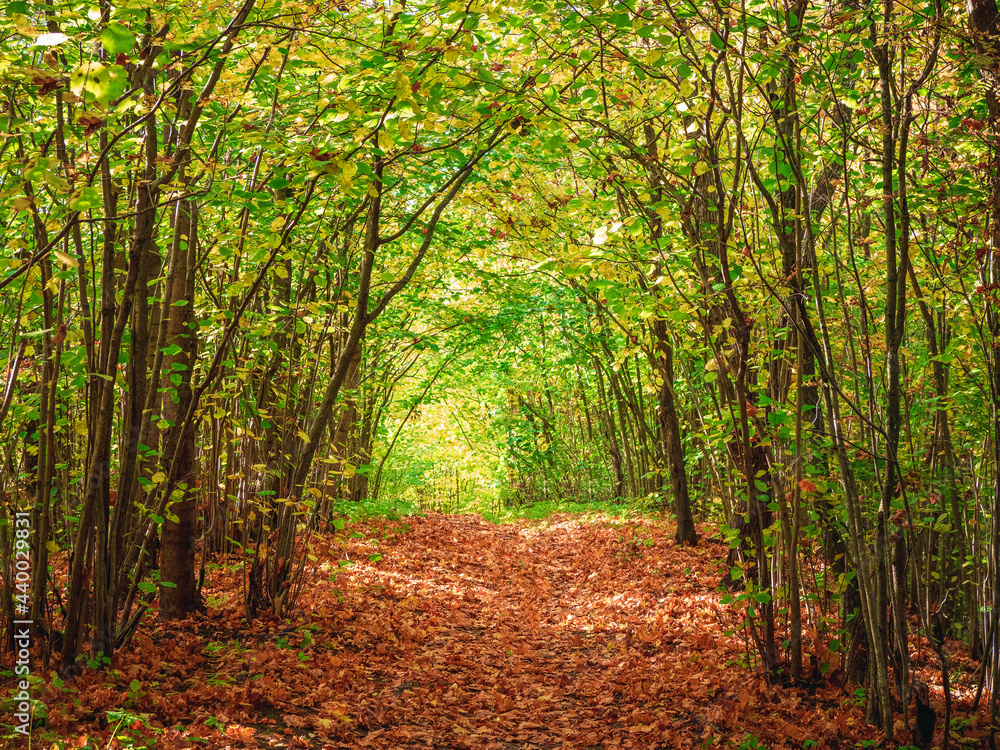 Autumn forest road under the arch of trees closing the sky Autumn forest road under the arch of trees closing the sky