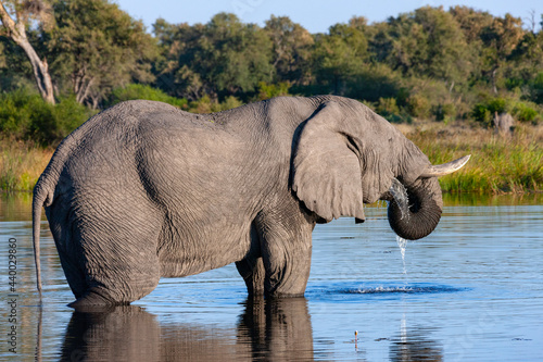 African Elephant dring at a waterhole in the Savuti region of Botswana  Africa.