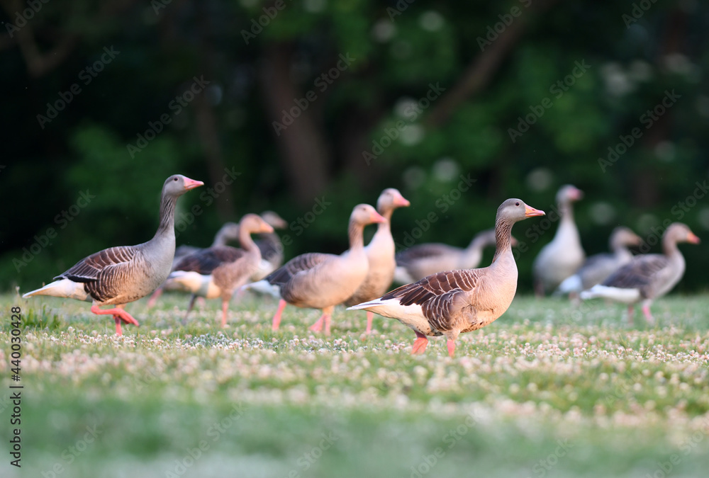 Obraz premium Greylag Goose (Anser anser) standing in grass with white flowers