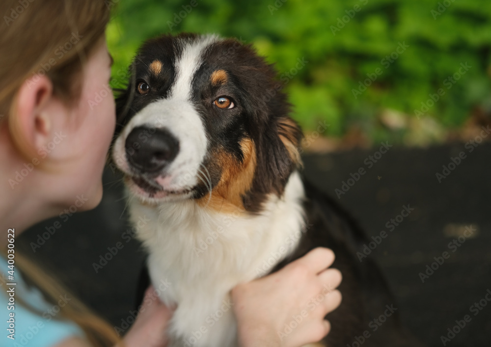  teenage girl kiss australian shepherd puppy dog in summer. Outdoor