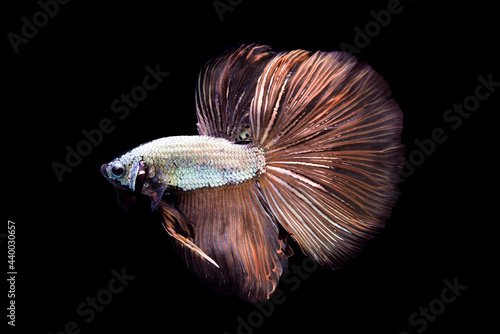 Beautiful colors Halfmoon Betta  capture the moving moment beautiful of siam betta fish in thailand on black background