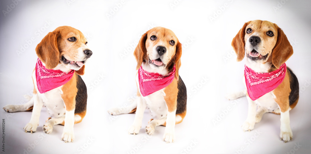 A cute beagle female with a Pinky scarf A cute beagle female with a Pinky scarf