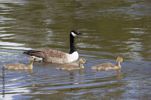 a mother and goslings of Canada goose (Branta canadensis) swimming in a line making ripples