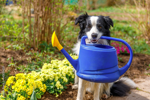 Foto Outdoor portrait of cute dog border collie holding watering can in mouth on garden background