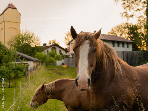 Two horses on a meadow with old farm houses and buildings in the background - one horse is looking straight at the camera while the other is grassing - nice orange warm lighting