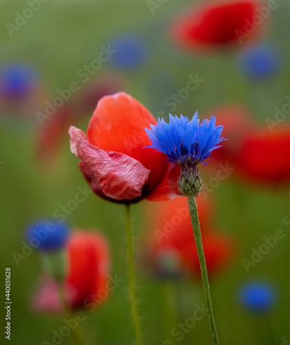 Poppy and cornflower photographed abreast as a portrait - nice bokeh with more blue and red poppy and cornflowers in the background 
