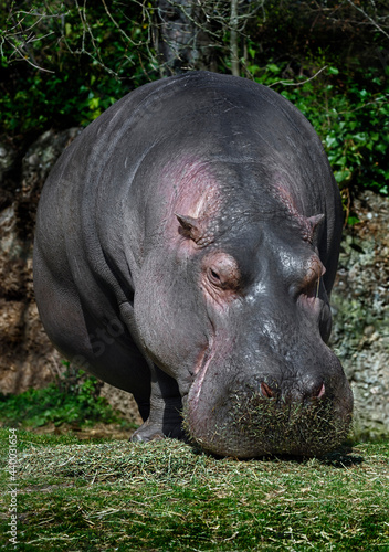 Hippopotamus eats hay in its enclosure. Latin name - Hippopotamus amphibius