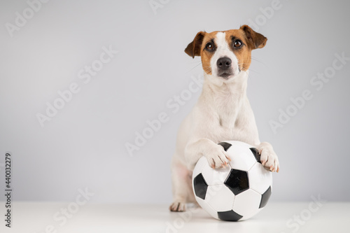 Jack russell terrier dog with soccer ball on white background