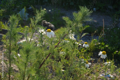 Wild chamomile with the garbage in the background. Flower in the garbage.